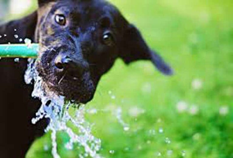 Il fontanello? All’Anconella è a misura di cane