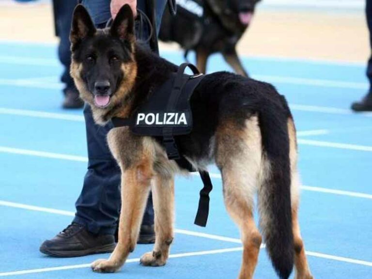 Via Palazzuolo, droga nelle fioriere