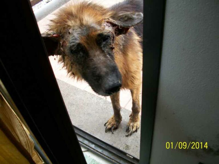 Maltratta il suo cane: “Colpa della crisi”