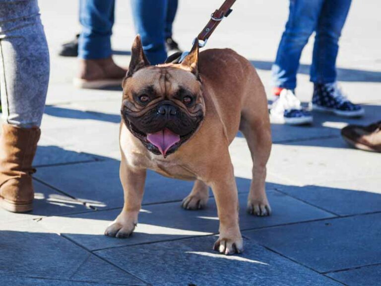 I padroni di cani diventano ”sentinelle” della pulizia