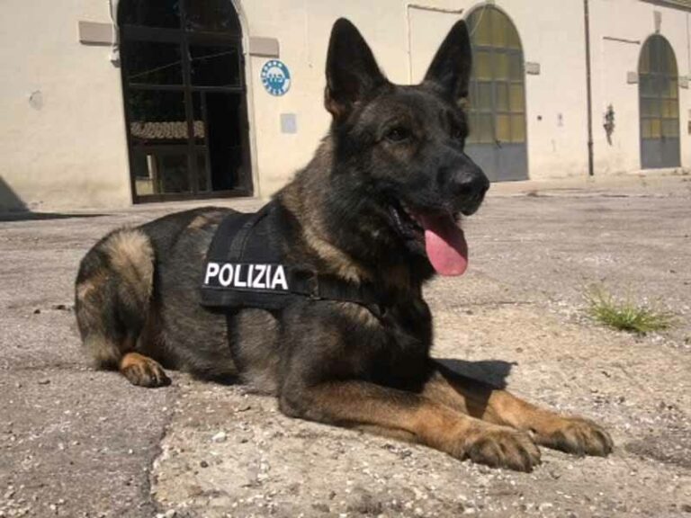 Pando e Amper, i cani antidroga nelle scuole