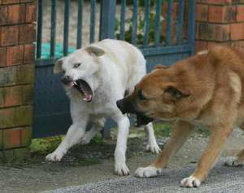 Anziana azzannata al volto dal suo cane, non è in pericolo di vita