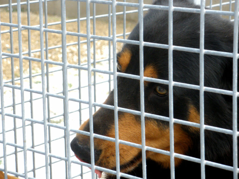 ”Combattimenti fra cani per scommesse”, indagini sulla base Usa