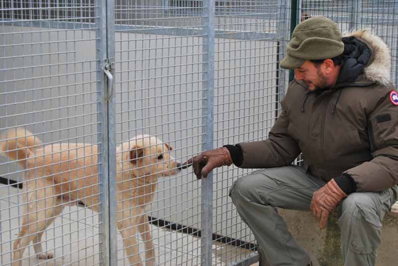 Parco degli animali, 46 cani in cerca di casa