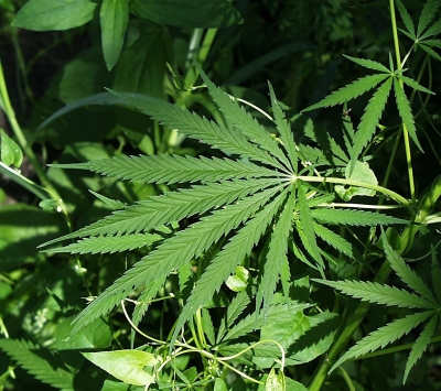 601 piante di marijuana coltivate in una serra, arrestato un 49enne