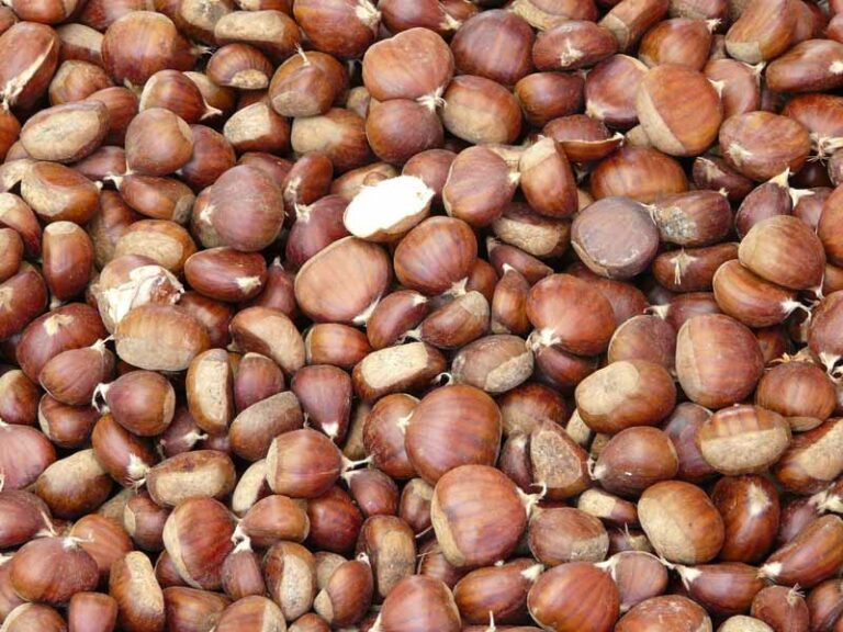 Il tempo delle castagne. A Marradi