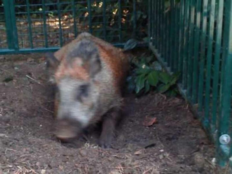 Un cinghiale di 80 chili a Careggi