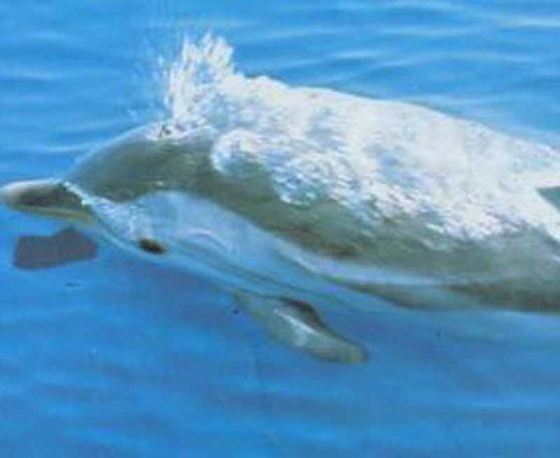 Allarme delfini spiaggiati in Toscana