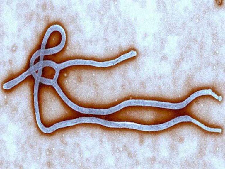 Ebola, a Siena si studia un vaccino