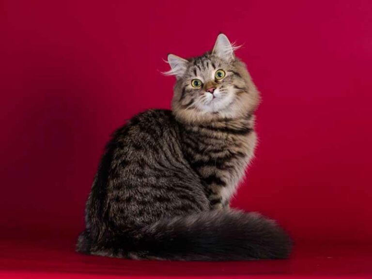 I gatti più belli e rari del mondo a Firenze