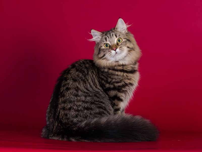 expo-felina-firenze