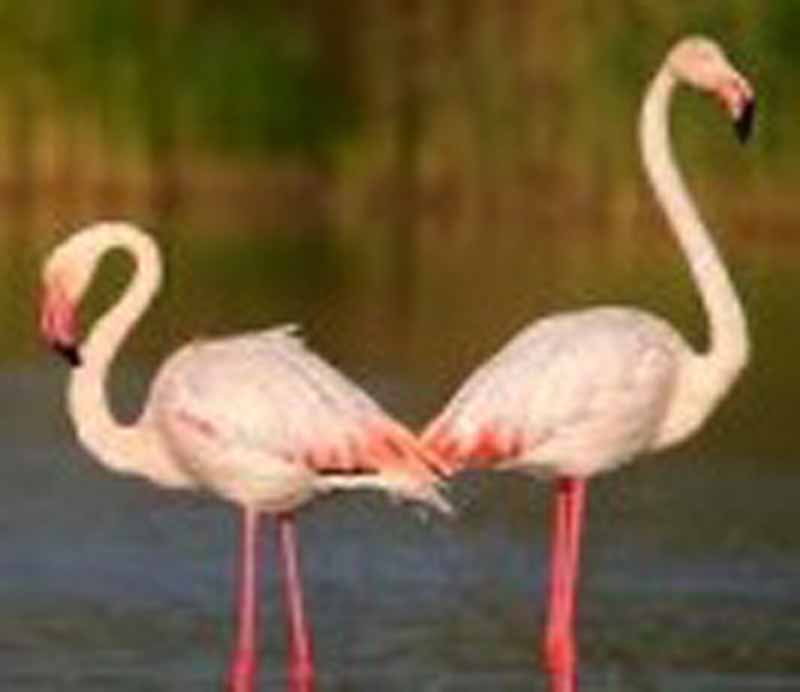 Cinquanta fenicotteri nei laghi pratesi