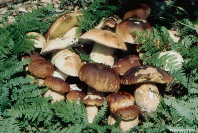 Funghi velenosi, cinque persone all’ospedale