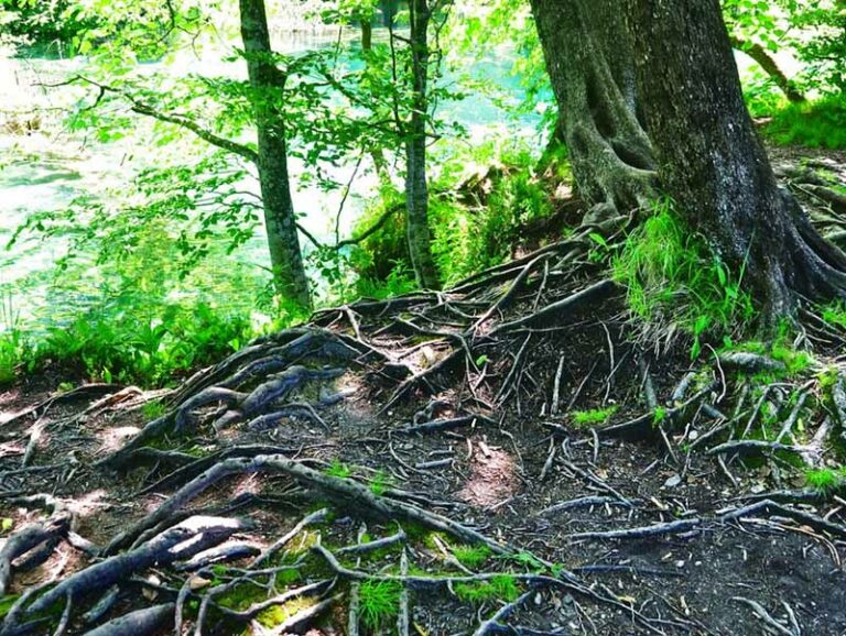 Va in cerca di funghi, cade in un fosso: perde la vita