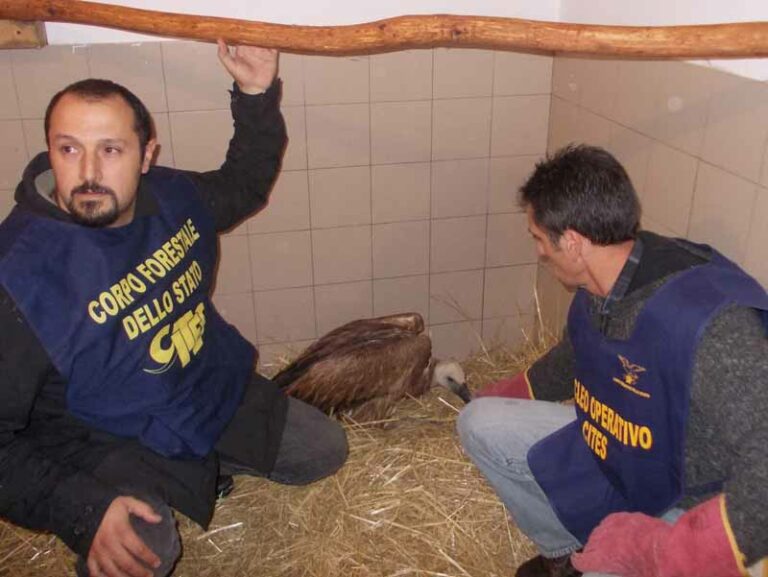 Esce in giardino e trova un grifone, rapace salvato