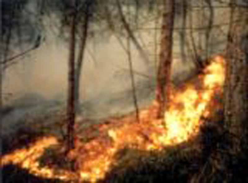 Incendio nei boschi del comune di Reggello: interviene anche l’elicottero