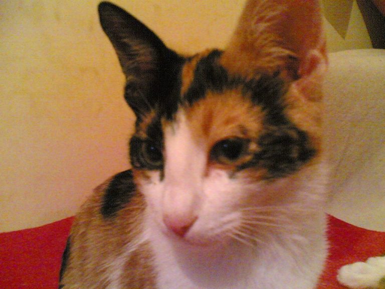 Cercasi Lamu disperatamente, gattina smarrita