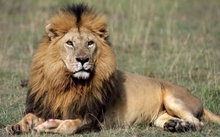”E’ fuggito un leone”, ma è solo un brutto scherzo