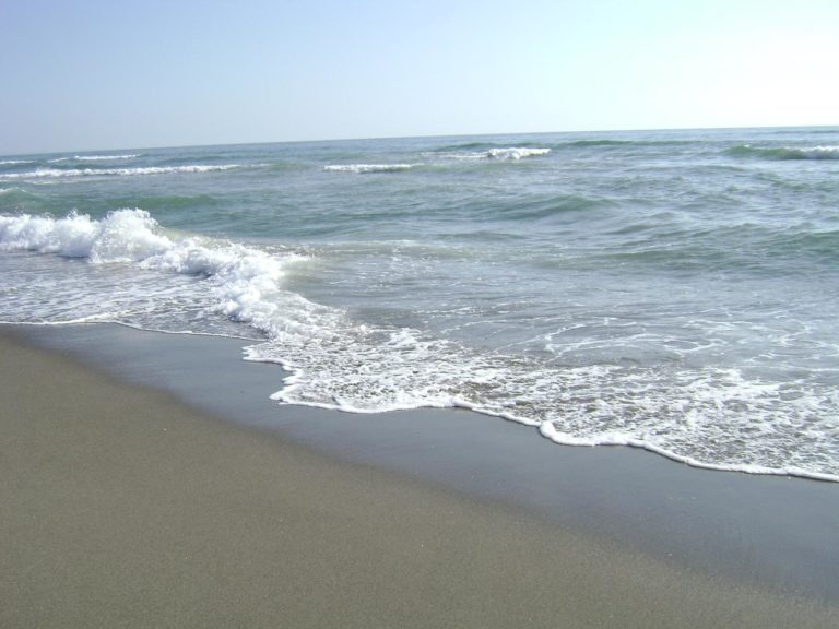 Balena arenata su una spiaggia nel livornese