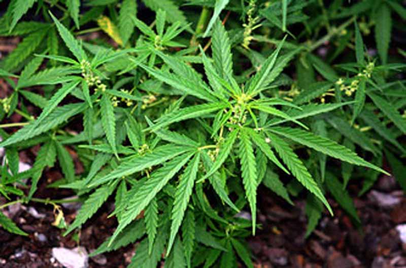 Piantagione di marijuana scoperta in un casolare del senese