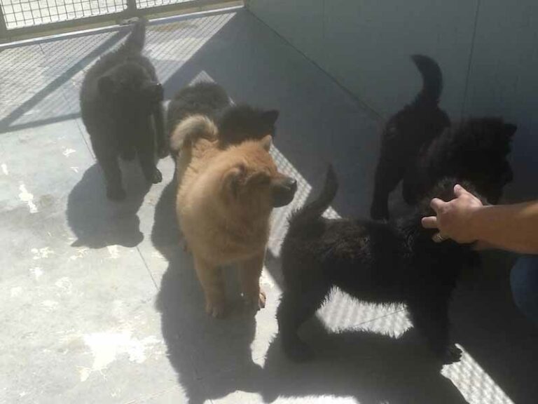 Nove cuccioli in cerca di casa
