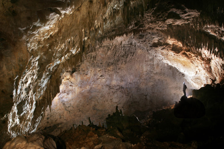 Ritrovamenti di ”orso delle caverne” nel senese