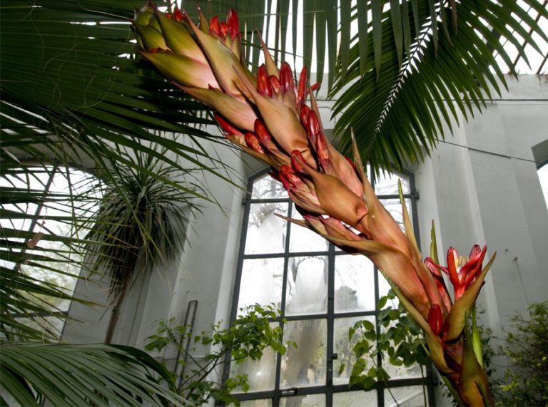 Dal 1° aprile riapre l’Orto Botanico