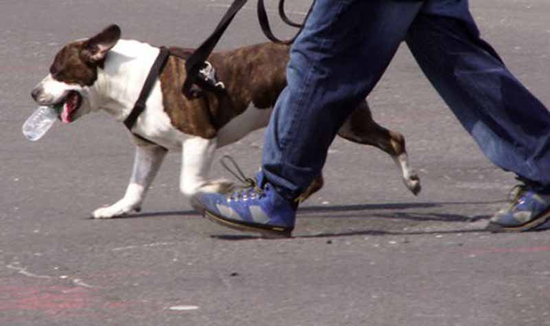 Grosseto, esce col cane e lo aggrediscono in tre: sfigurato