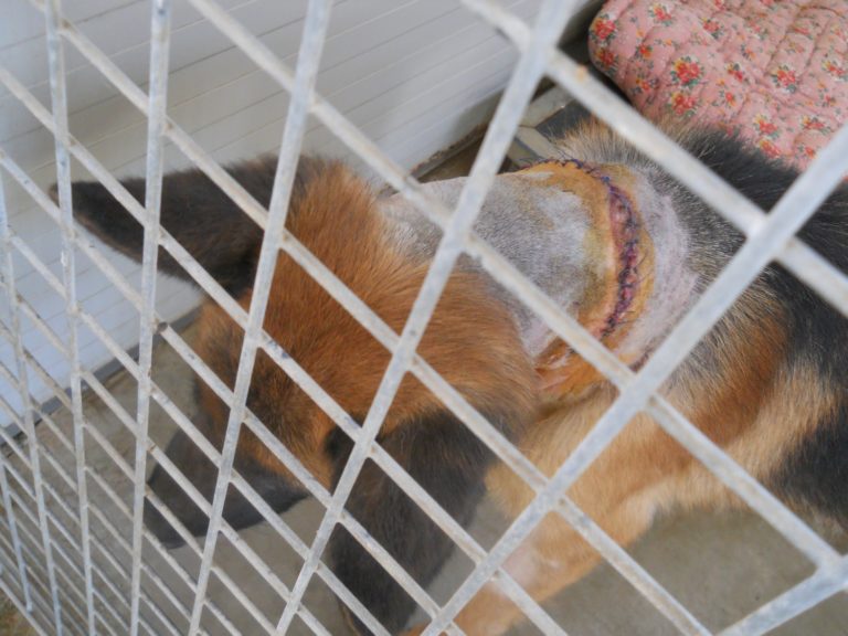 Riduce tre cani in fin di vita e cerca di adottarne un quarto, denunciato