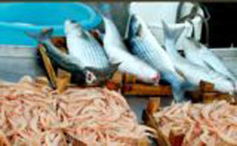 Cinquale, inaugurato il mercato del pesce a chilometri zero