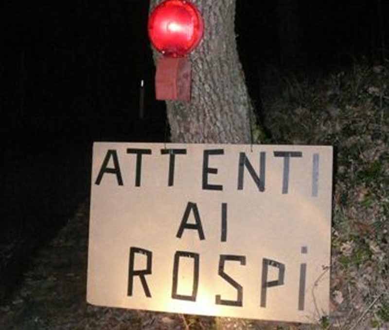 A Fiesole scatta l’operazione ”salva rospo innamorato”