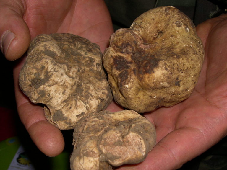 Tartufo bianco e arte protagonisti a Borgo