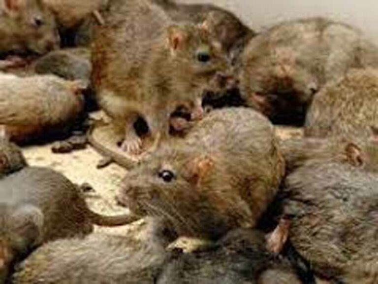 Topi all’hospice di Torregalli: evacuata la struttura