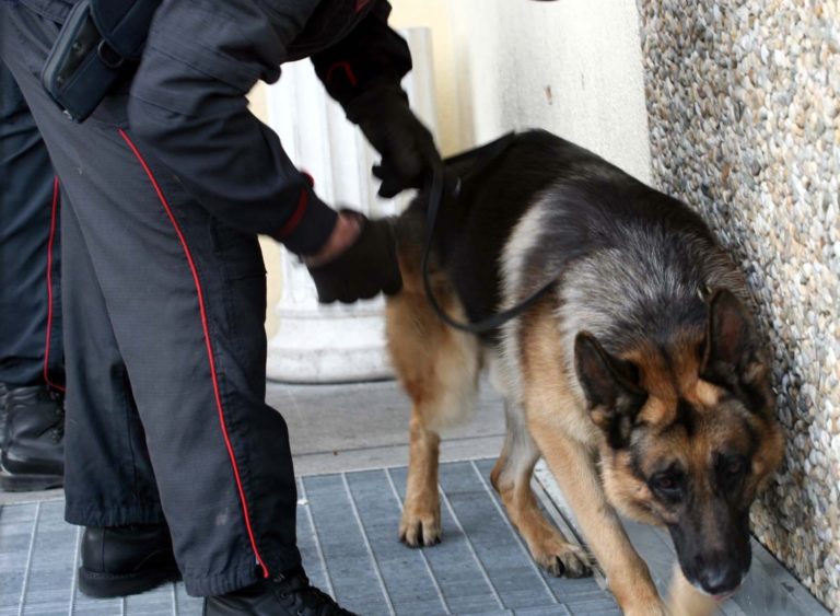 Controlli anti-droga a scuola: ragazzi segnalati grazie al fiuto di Pando