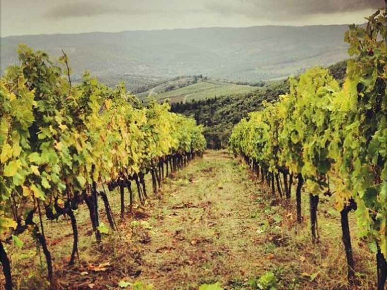 Cantine aperte, scopri la vendemmia