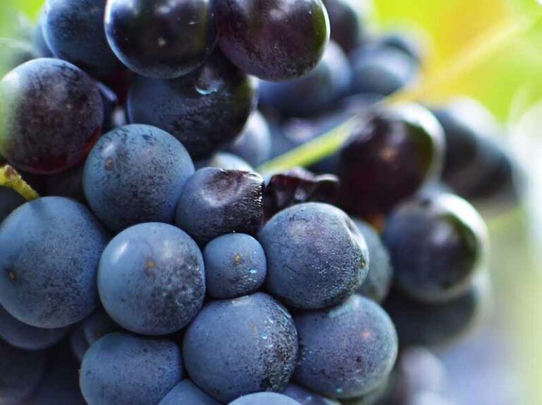 La vendemmia 2015 ”tra le migliori degli ultimi venti anni”