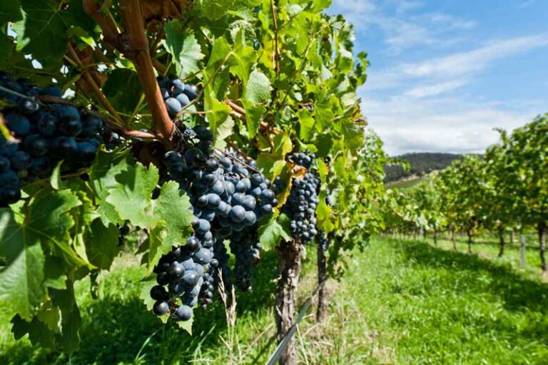 Vendemmia, occhio al meteo: ”Senza il sole uva meno buona”