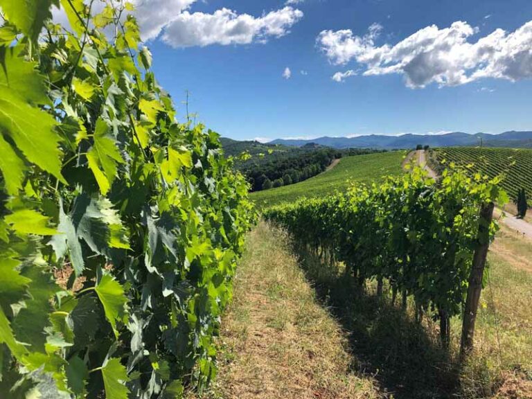 Wine tour in Toscana: tra cantine e degustazioni ”olistiche”