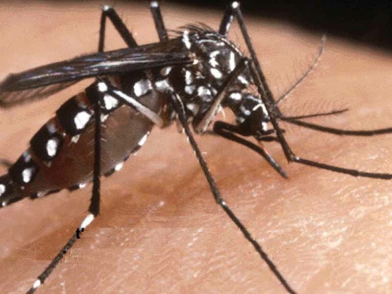 Scatta la battaglia alla zanzara tigre