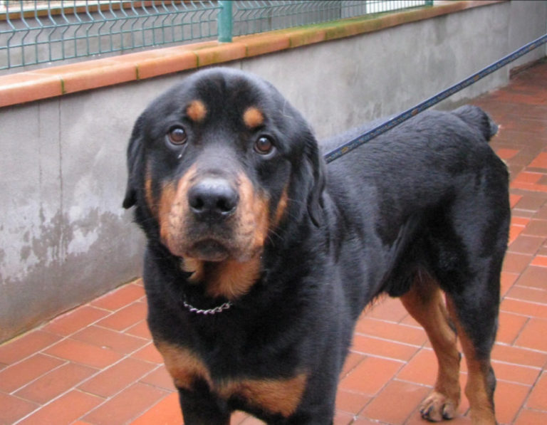 Biagio, Duchessa e gli altri: cinque cani in cerca di casa