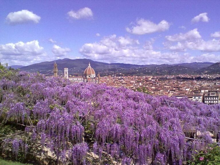 Visite guidate per la fioritura del glicine di Villa Bardini