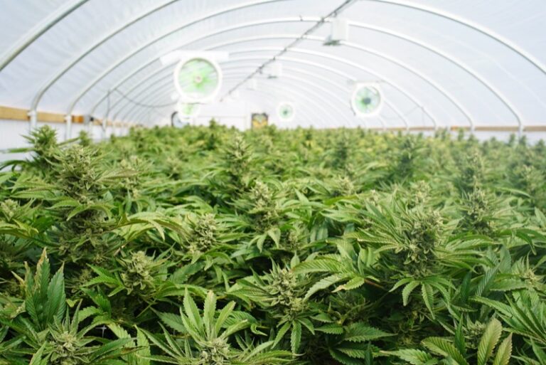 Cannabis terapeutica, lo Stabilimento Farmaceutico Militare aumenta la produzione