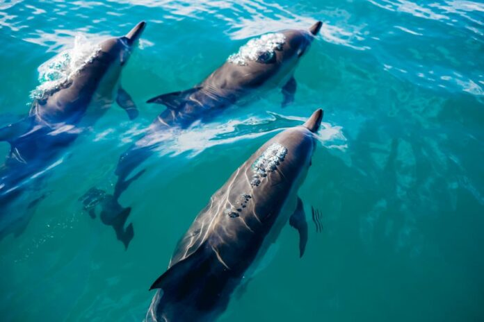 Delfini morti Toscana spiaggiati morbillivirus