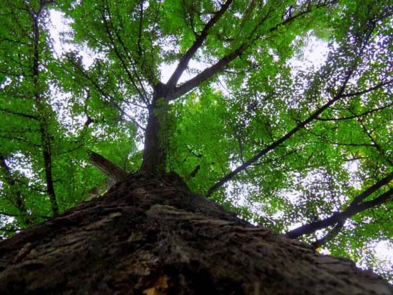 Dona un albero a Firenze, come funziona il servizio del Comune