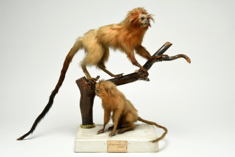 Natura collecta, Natura exhibita: a Firenze in mostra i prodigi naturali