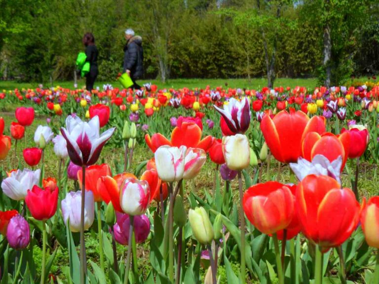 Wander and pick 2020: il parco dei tulipani “torna” a Scandicci