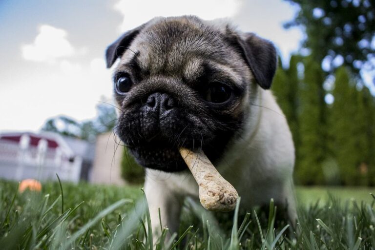 I negozi di animali sono aperti? Scatta la corsa al cibo per fido