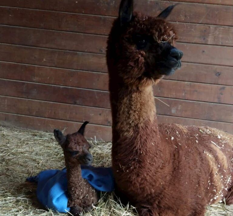 Il primo cucciolo di alpaca nato a Firenze / Video