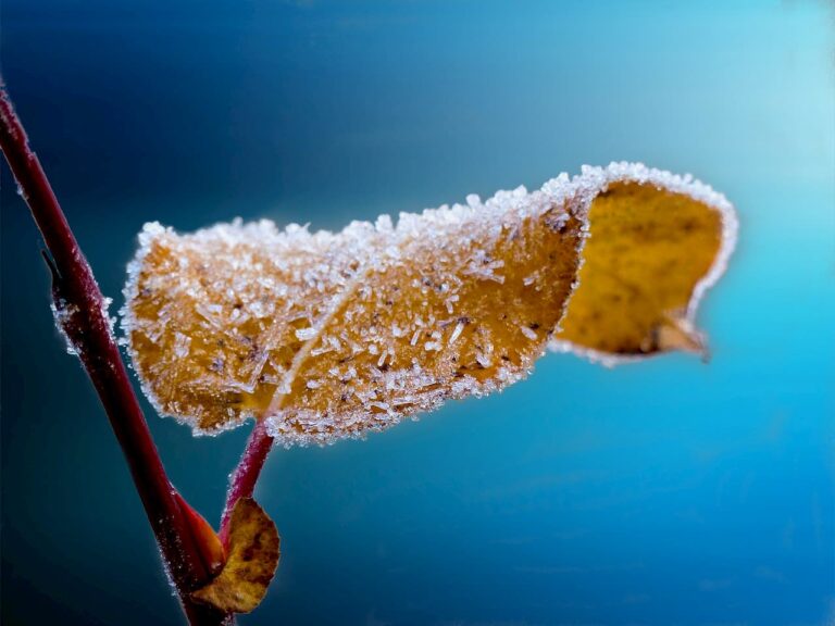 Meteo Firenze: freddo, vento forte e neve in arrivo