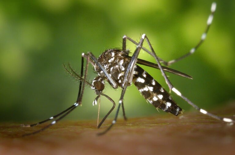 Le zanzare non possono trasmettere il coronavirus